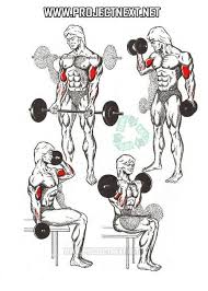 Pin By Subhan Mammadli On Health Fitness That I Love Biceps Workout Biceps Bodybuilding Workouts