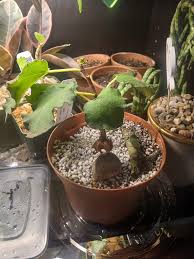 Image result for Ficus tettensis