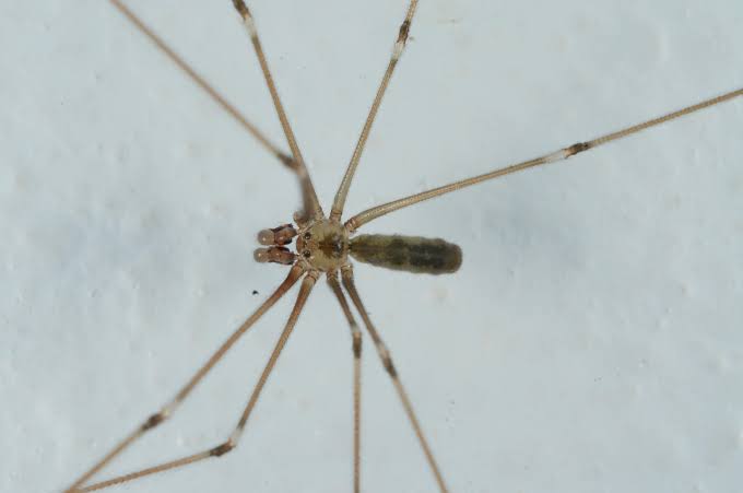A Tale of Three Daddy Long Legs - UF/IFAS Extension Manatee County