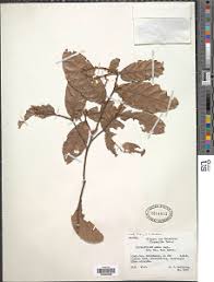 Image result for Dichapetalum edule