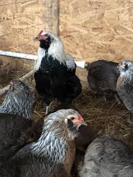 Cateva fac albe, maro inchis, verzi unele prefera sa faca oua in privat, altele impreuna cu suratele. Ferma Cu GÄini Araucana Silver Care Face Oua Verzi Facebook