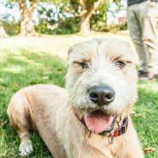 Clancy Is A 5 Month Old Irish Wolfhound The Breed Is The Tallest Dog In The World He S Now 35kg And Will Be 90kg When H Irish Wolfhound Tallest Dog Lap Dogs