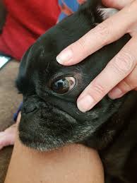 Dogs are prone to a number of eye problems. I Ve Just Noticed A Brown Spot On The White Of My Dogs Eye He Isn T In Pain And It Doesn T Bother Him I Don T Know How Long It Has Petcoach