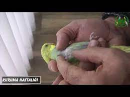 muhabbet kusu hastaliklari belirtileri tedavisi hasta oldugu nasil anlasilir youtube muhabbet kuslari kusu kus