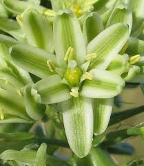 Image result for Albuca nigritana