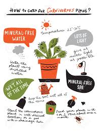 Venus Flytrap Infographic Diagram Data Manual