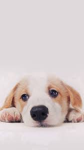 Cute Puppy Dog Pet Iphone 5s Wallpaper Download Iphone Wallpapers Ipad Wallpapers One Stop Download Cute Dog Wallpaper Dog Background Dog Wallpaper