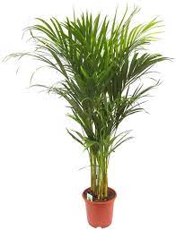 Ich hab mal ne frage. Dominik Zimmerpflanze Goldfruchtpalme 90 Cm Hohe 1 Pflanze Online Kaufen Otto
