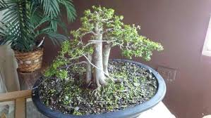 Explore puerto rico holidays and discover the best time and places to visit. De Puerto Rico Picture Of Central Texas Bonsai Exhibit At Jade Gardens Wimberley Tripadvisor