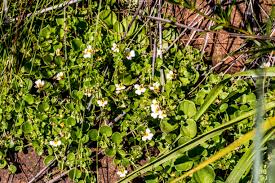 Image result for Diclis