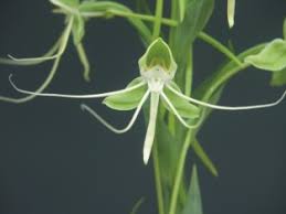 Image result for Habenaria nyikana
