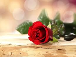 صور ورد أحمر للعشاق Red Rose Flower Love صور ورد وزهور Rose