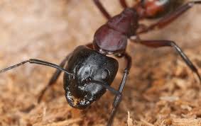 Many people who apply pesticides on a daily basis become. Carpenter Ant Identification Prevention In Dallas Tx Dynasty Pest