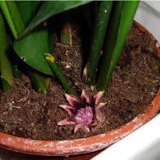 Image result for Aspidistra elatior