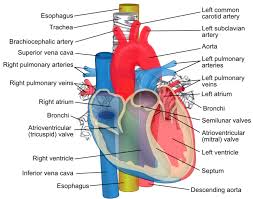 Pin By Elena Siew On Poster Of Circulatory System Cardiovascular System Thoracic Cavity Arteries And Veins Vena Cava