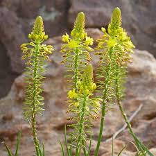 Image result for Veronica abyssinica