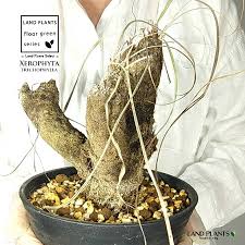 Image result for Xerophyta argentea