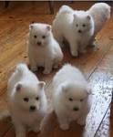 Japanese Spitz Dog Breed Information and Pictures - PetGuide