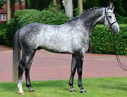 It Takes Dedication Dapple Grey Horses Horses Warmblood Horses