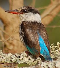 Striped Kingfisher Halcyon Chelicuti Lake Mburo Camp Uganda Sub Saharan Africa African Wildlife Bird Species Pet Birds
