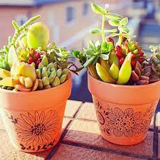 植物 多肉寄せ植え 鉢 サボテン 多肉 カラフル などのインテリア実例 2015 11 16 19 58 08 roomclip ルームクリップ 観葉植物 寄せ植え 鉢 ガーデニング