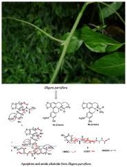 Image result for Illigera