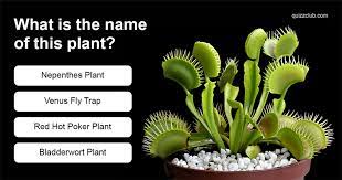 And contain the questions and answers you need to have a fun trivia night. What Is The Name Of This Plant Trivia Quizzes Trivia Red Hot Poker Plant