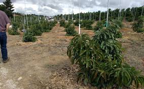 When purchasing an avocado plant, check the type. Pruning Avocado Trees To Keep Them Small Greg Alder S Yard Posts Southern California Food Gardening