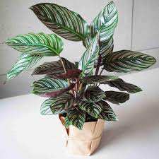 How To Care For Calathea Ornata Pinstripe Plant Smart Garden Guide Calathea Plant Calathea Plants