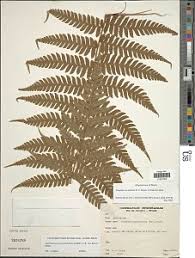 Image result for Megalastrum lanuginosum