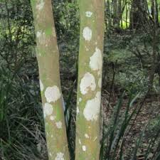 Image result for Psydrax richardsiae