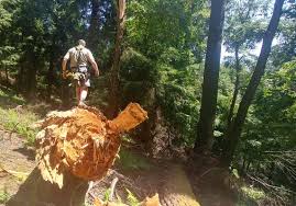 Known for its stands of old growth forest, . Efforts Underway To Protect Pa Hemlocks From Invasive Bugs Pittsburgh Post Gazette