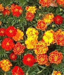 Calendula Officinalis French Sparky Marigold Mix 1 Pound Flowers Edging Plants Edible Flowers