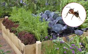 Ameisen Im Hochbeet So Werden Sie Die Insekten Los In 2020 Ameisen Im Hochbeet Garten Pflanzen Hochbeet