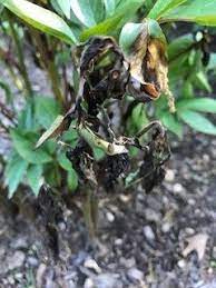 By paula flynn, department of plant pathology. Peonies Forum Phytophthora Blight Garden Org