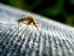Verder is de steek van de tijgermug heel pijnlijk en verspreidt de tijgermug ziektes als dengue, chicungunya en. Muggenbeet Voorkomen Wat Te Doen Bij Muggenbeet