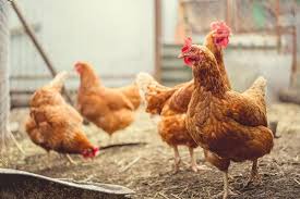 If your chickens sneeze but have no other symptoms, it's probably just dust. Why Is My Chicken Sneezing The Complete Care Guide Chickens And More