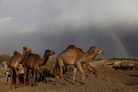Camels were imported from the i have, and have even ridden an elephant. Israeli Attractions The Camel