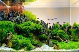 Home aquascape cara membuat air terjun aquascape dengan power head untuk pemula. 21 Jenis Tanaman Air Populer Untuk Akuarium Atau Aquascape