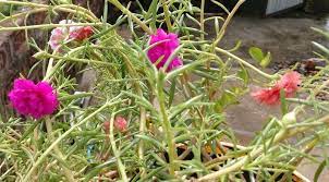 We did not find results for: Menanam Bunga Jam 9 Dengan Teknik Stek Batang Indah Menawan