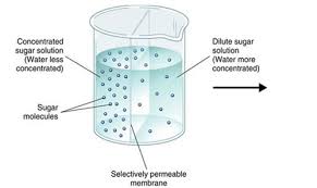 Osmosis is one of the methods through which solvents. Osmolarity And Tonicity Flashcards Quizlet