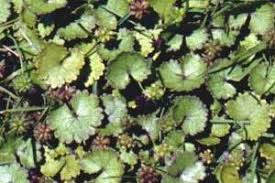 Image result for Hydrocotyle