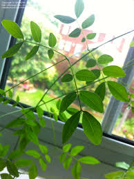 Image result for Entada gigas