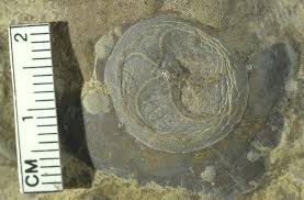 Image result for Cincinnobotrys