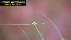 Image result for Cyperus maculatus