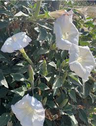 Image result for Datura