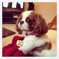 Cavalier King Charles Spaniel Graceful And Affectionate Sevimli Kopek Yavrulari Spanyel Yavru Kopek