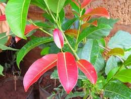 Image result for Ficus virens