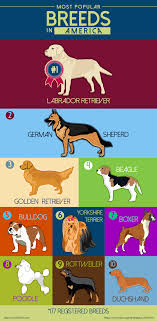 Top 10 Most Popular Dog Breeds In America Dog Breeds Chart Most Popular Dog Breeds Dog Breeds