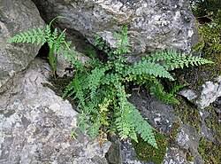 Image result for Asplenium goetzei